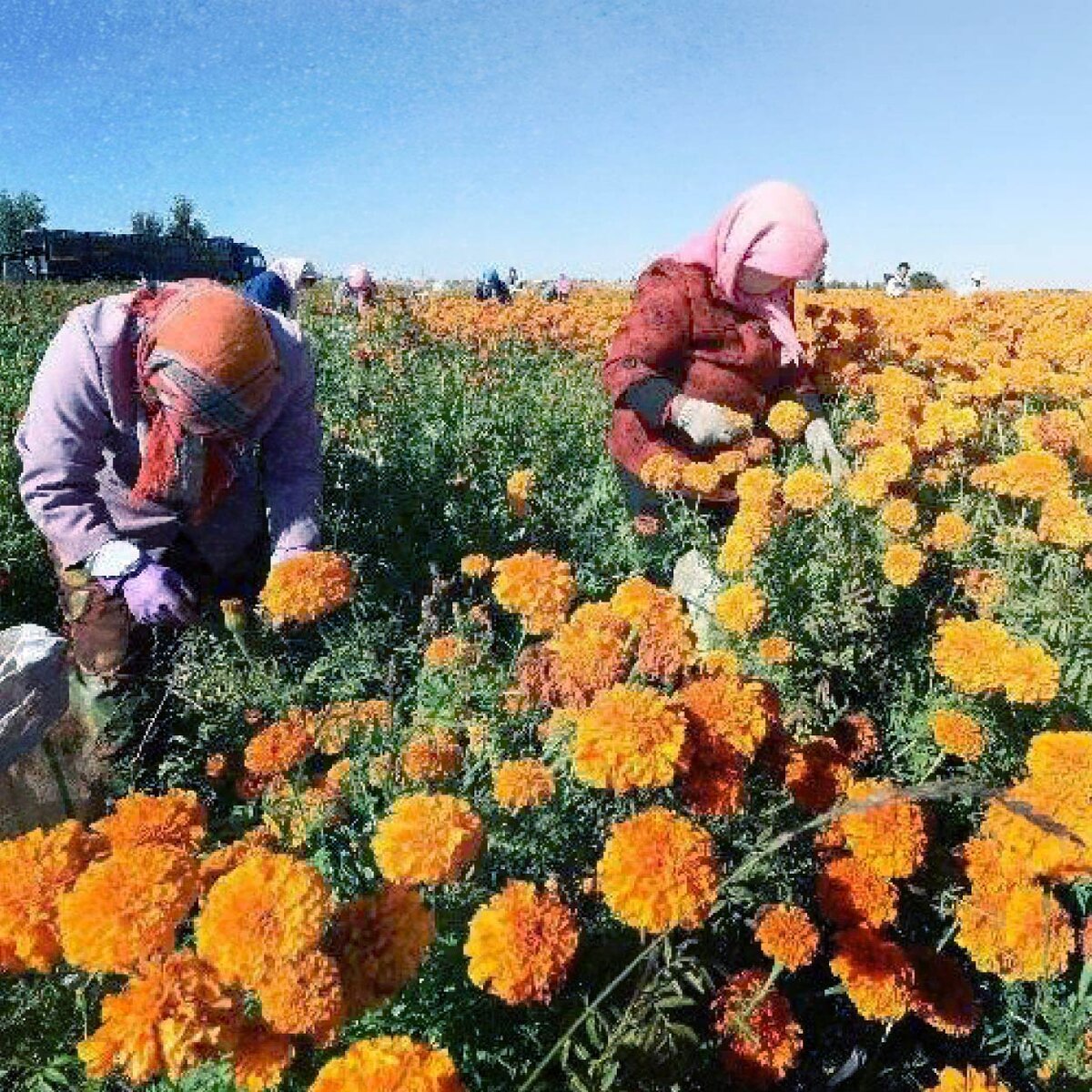 Плантация календулы (https://7ogorod.ru/wp-content/uploads/2018/10/sbor-kalenduly.jpg)