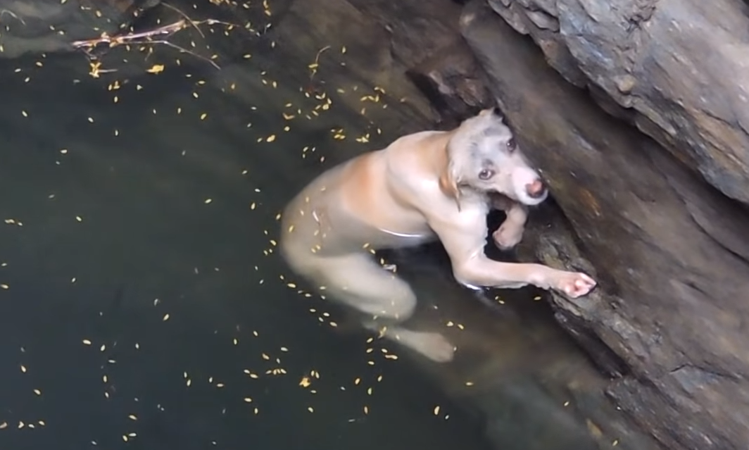 Собака упала в глубокий коолодец.