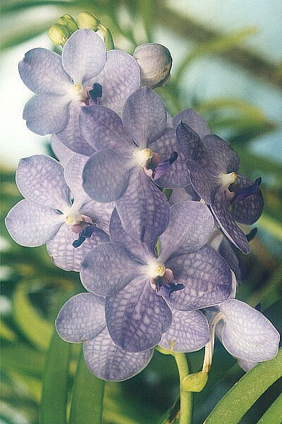 Ascocenda Royal Sapphire