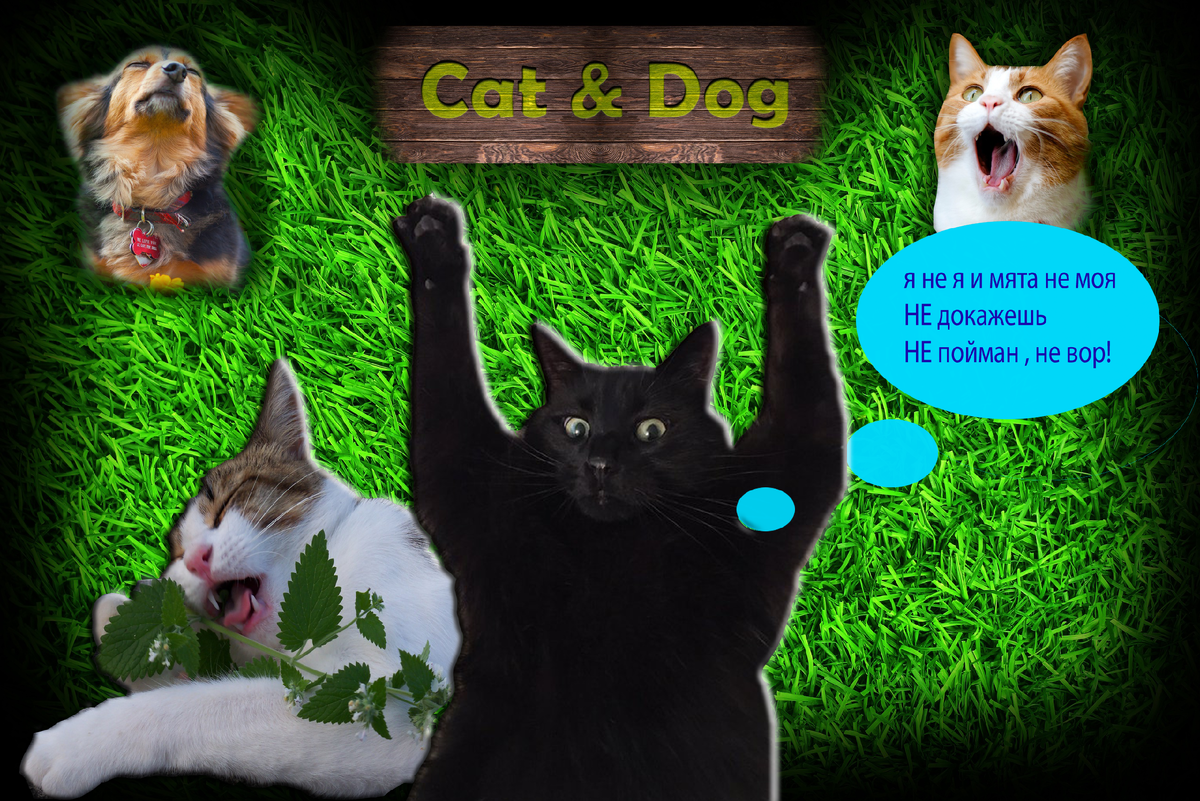 Подпишись и давай вместе найдём виновника