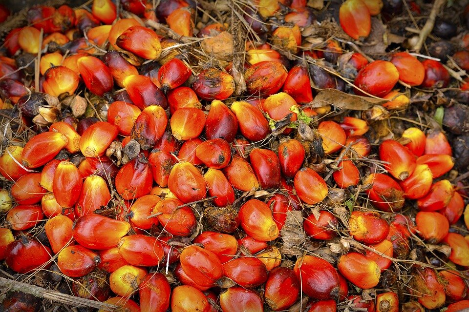 Плоды масличной пальмы страны производители. Пальмовое масло. Palm Oil Fruit. Плоды масличной пальмы на белом фоне. Война жиров пальмовый яд.