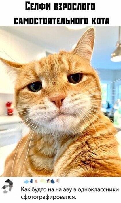 У каждого уважающего себя кота должна быть четкая аватарка и я не исключение! :)