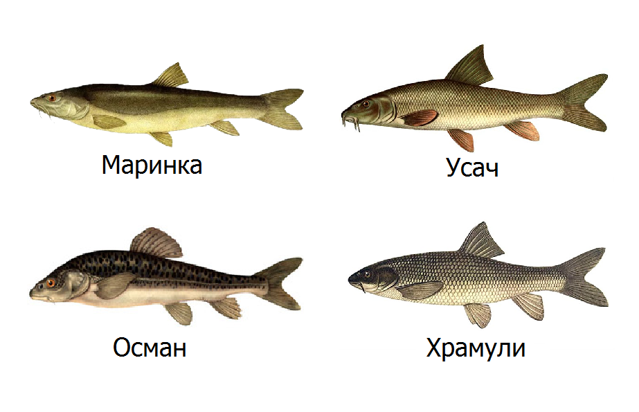 Первично-ядовитые рыбы России