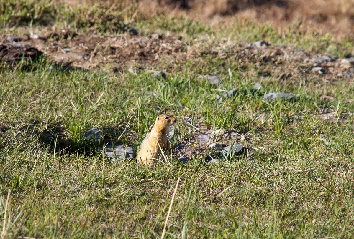 Монгольский суслик
