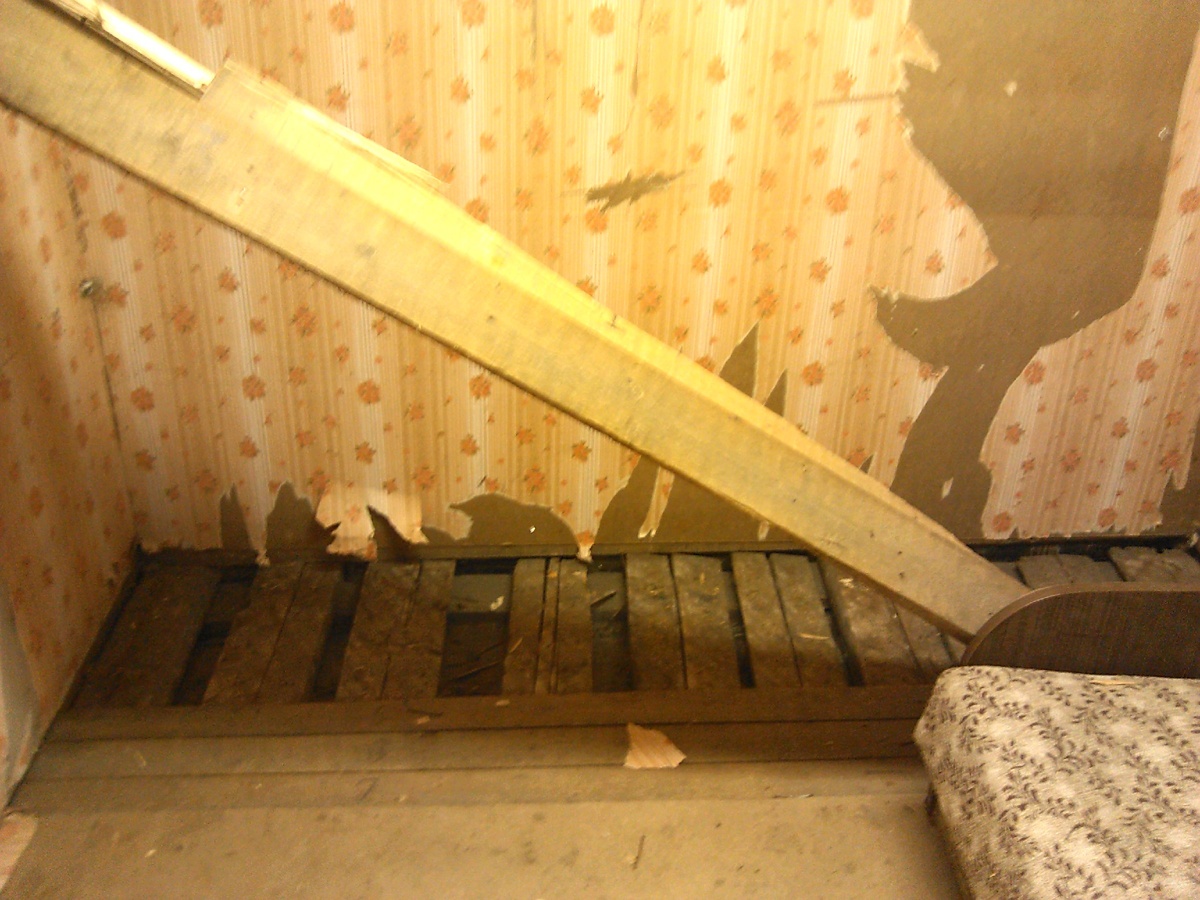 Вскрытая  часть пола. Под лагами куча мертвых улиток и даже череп голубя! Но сухо. 