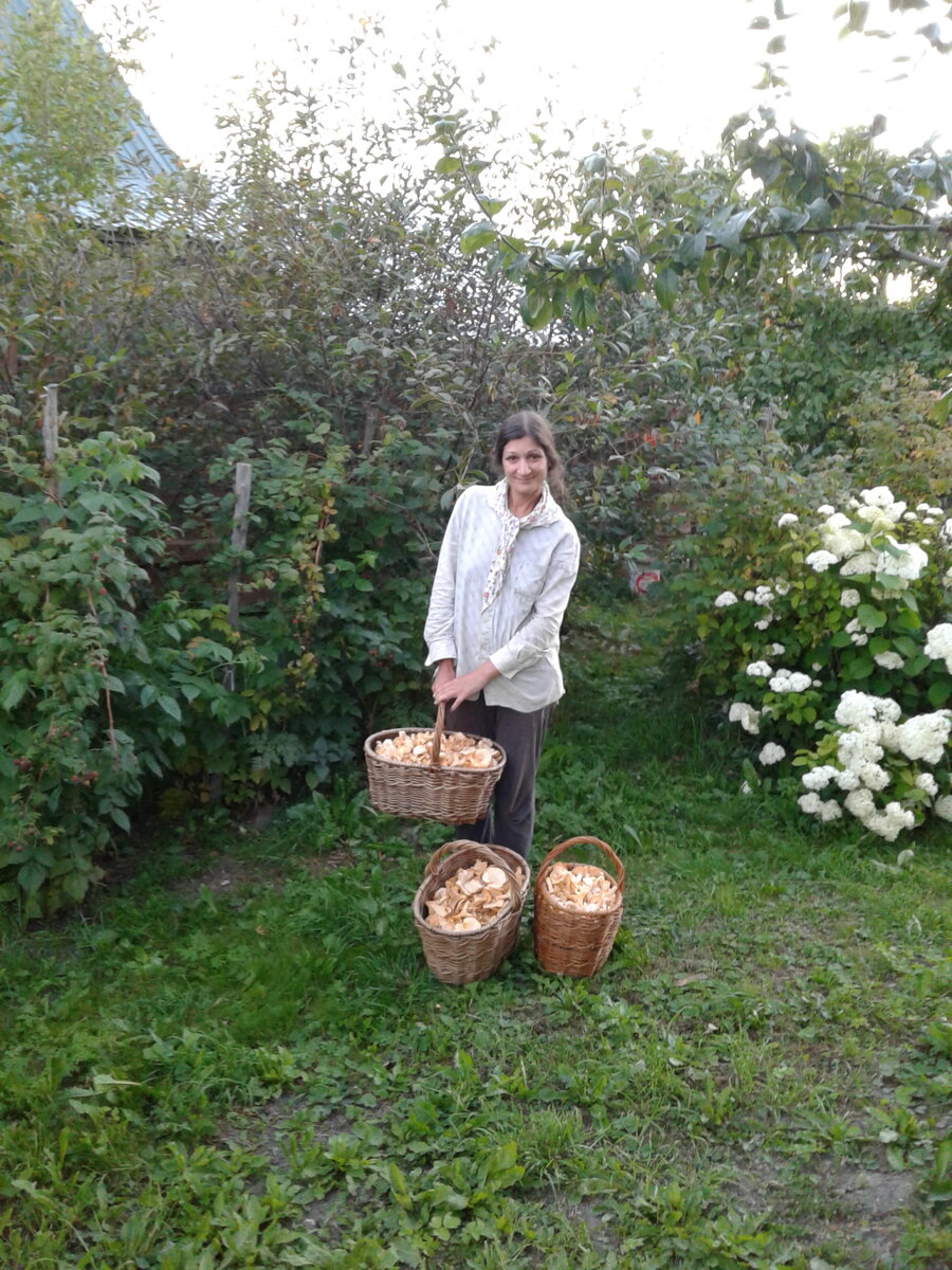 Лисички. Конец июня.