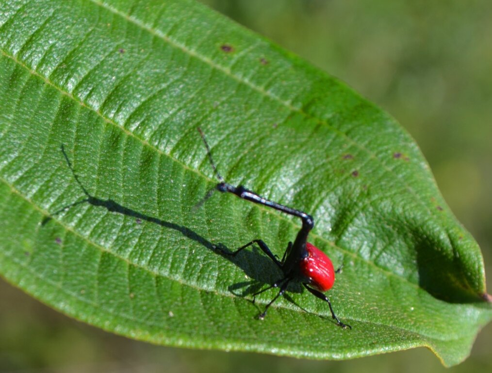 Других насекомых. Жук Trachelophorus Giraffa. Жук трубковерт Жираф. Жук трубковерт с острова Мадагаскар. Насекомые Мадагаскара.