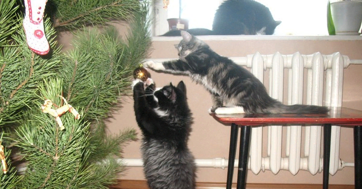 Кот и елка. Кот уронил елку. Елка и котики юмор. Кот перевернул елку. Жалко елки