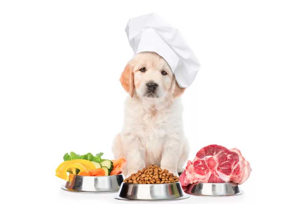 Реклама корма для собак. Натуральное питание для собак. Пища для собак реклама натурального. Собака для рекламы натурального корма для собак. Можно кормить собаку сырым мясом