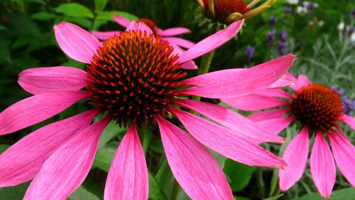 Цветок эхинацеи. Источник: Яндекс картинки