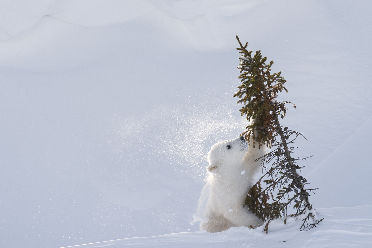 Два любознательных молодых новичка белого медведя исследуют верхушку елового дерева в национальном парке Вапуск, Канада.