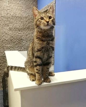слишком ласковый котик