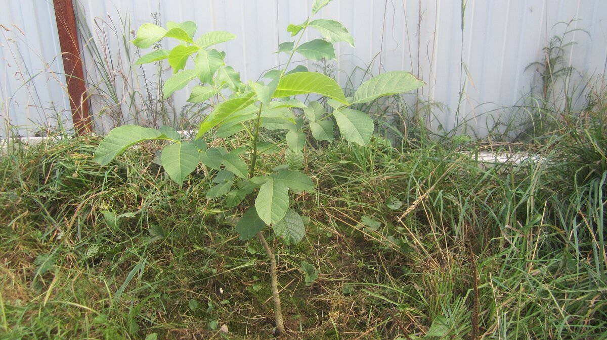 Грецкий орех