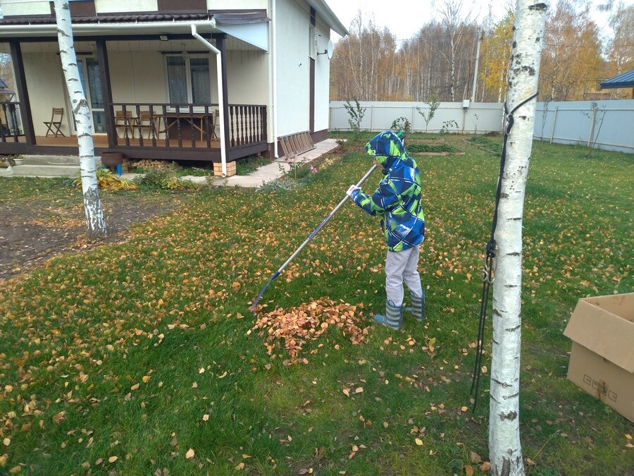 Спилить березу на участке вблизи дома, а также и в городе, стоимость