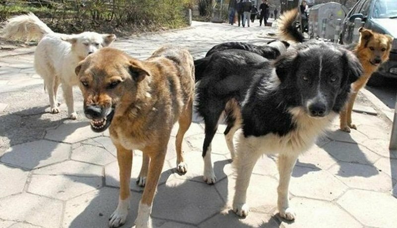 В Красноярске стая бездомных собак напала на детей. 10-летний мальчик находится в тяжелом состоянии. Врачи делают все возможное, чтоб сохранить ему зрение. 