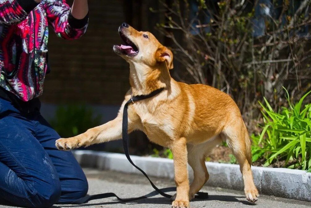 How dogs. Дворняга на поводке. Собаки разговаривают. Собачьи повадки. Приучение собаки.