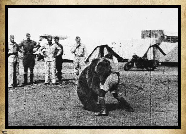 Медведь Войтек во время шуточной драки с солдатами 22-й артиллерийской роты польского II корпуса. Фото взято из интернета.