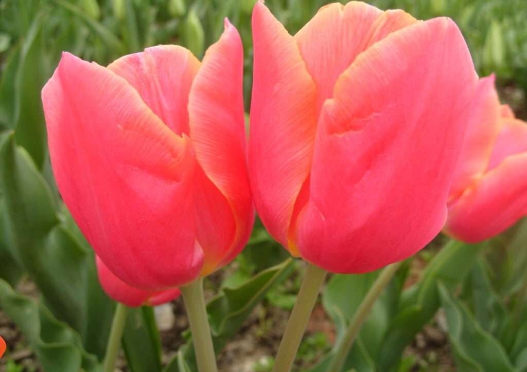 Фотография 1. Тюльпан Хэдли 