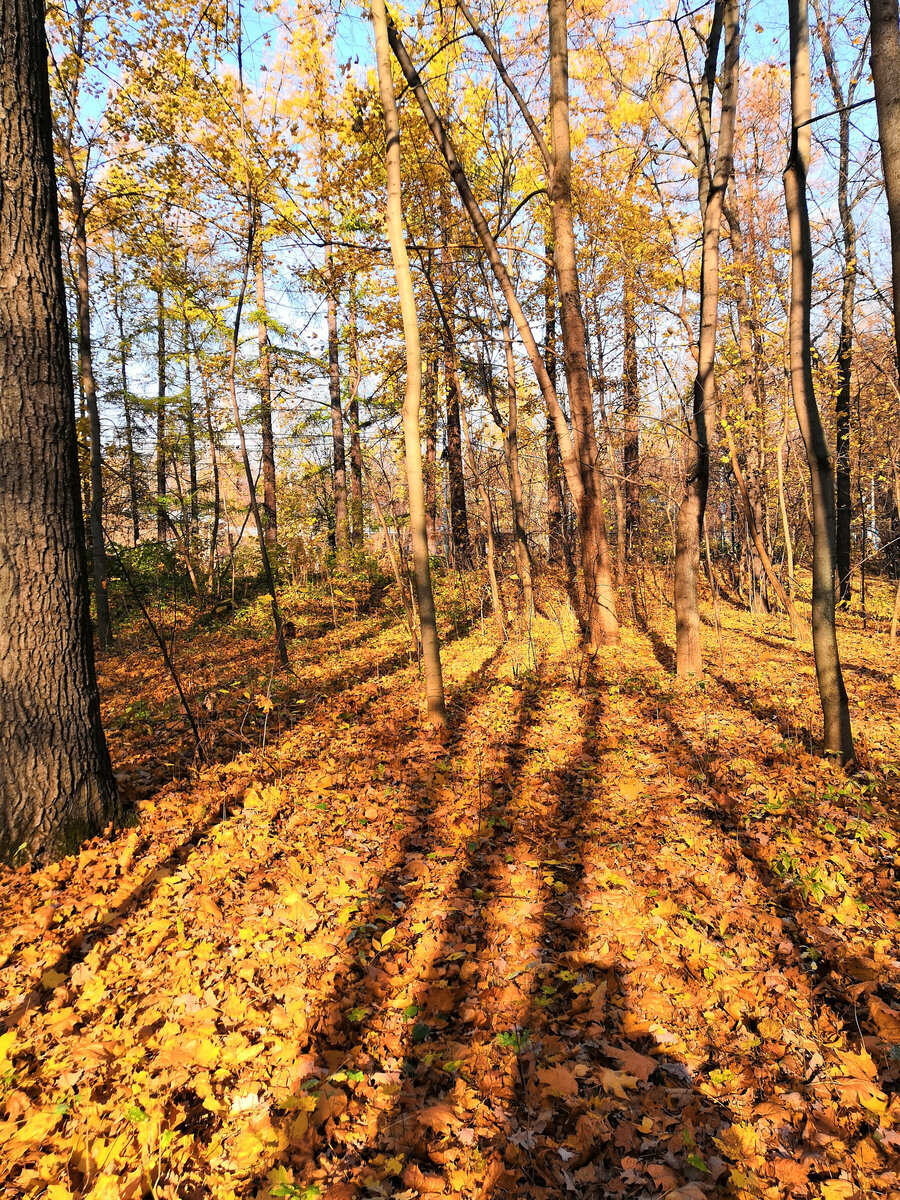 Осенний парк. Район Лебяжьего пруда. Фото автора