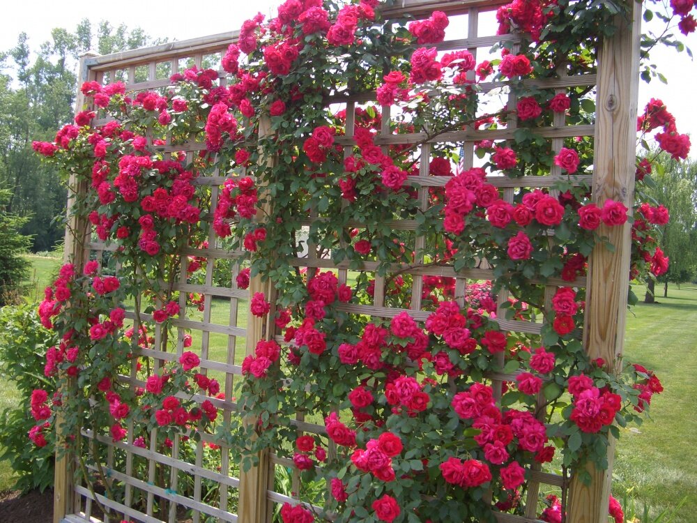 Роза Бельканто: особенности и характеристика сорта, правила посадки, выращивания и ухода, отзывы