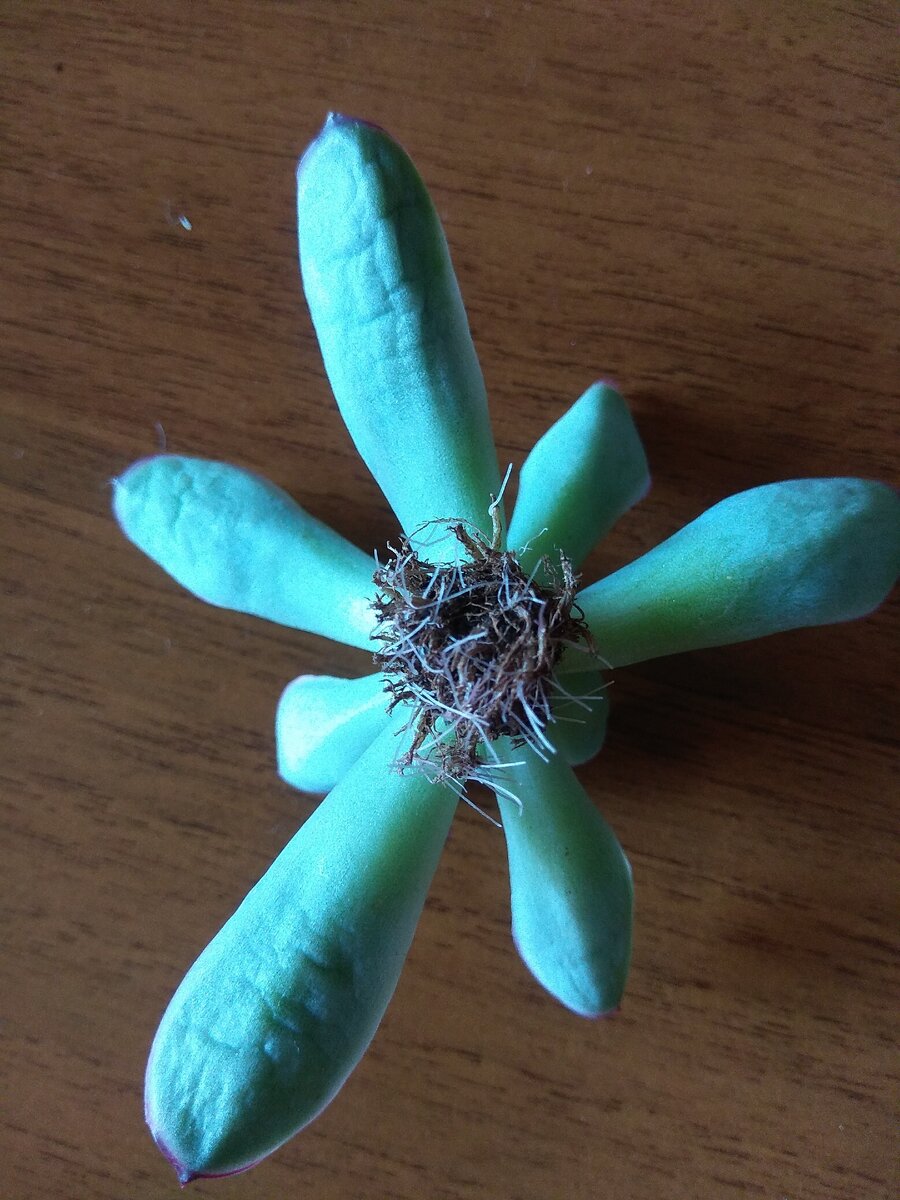 Эчеверия с новыми нитевидными корешками.