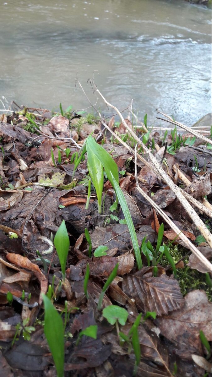 ЧЕРЕМША (ЛУК МЕДВЕЖИЙ)