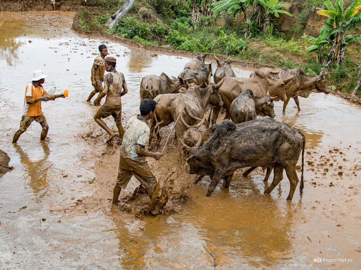 Ехал по Мадагаскару на ГАЗели. Увидел, как дети палками хлещут коров в грязи. Узнал, зачем они так делают ????‍♂️