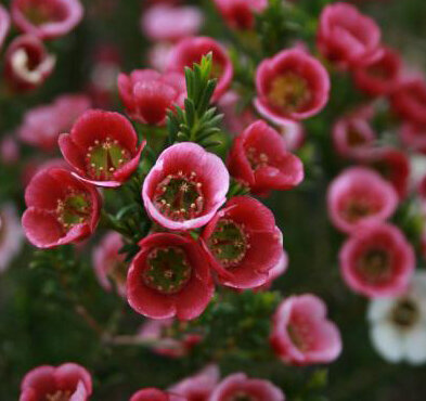 Chamelaucium Matilda