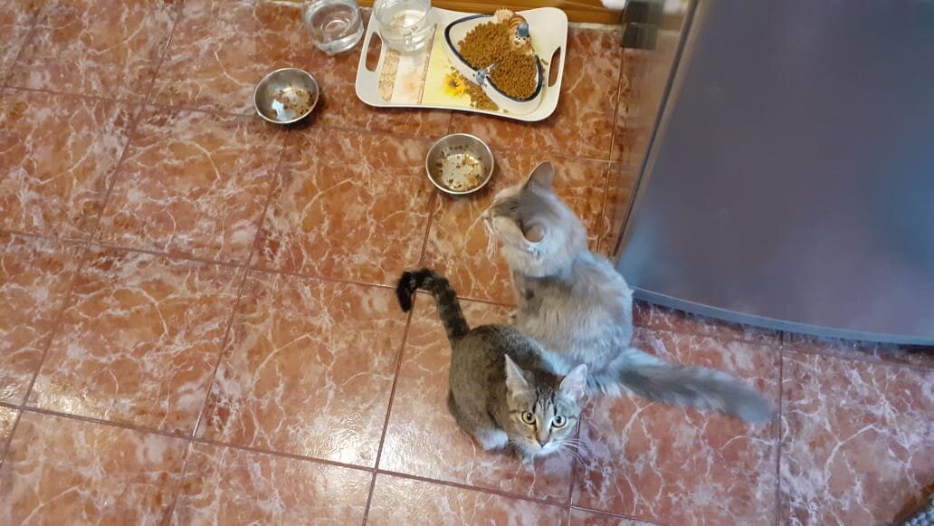 Подумаешь, что еда есть. Мимо же просто так не ходят!