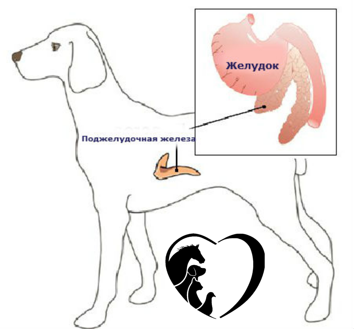 Поджелудочная у собаки. Поджелудочная железа собаки. Вебинар панкреатит у кошек и собак.