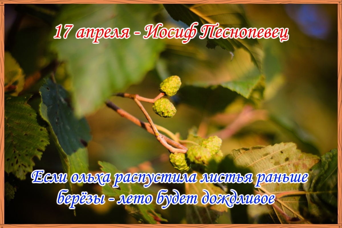 7 апреля народные приметы. Иосиф Песнопевец, ольховые смотрины. Иосиф Песнопевец ольховые смотрины 17 апреля. Иосиф Песнопевец 17 апреля. Иосиф Песнопевец народный календарь.