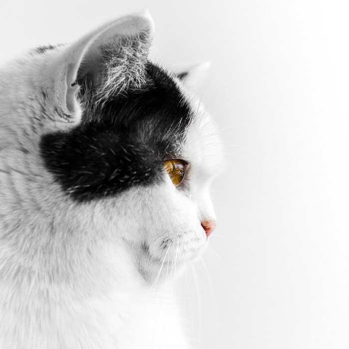 А ещё у нас есть любимый питомец, который каждый день дарит поводы повеселиться:)