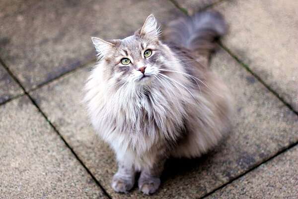 Фото сибирской кошки