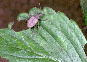 Самый опасный период – период выкладки самкой яиц. Он как раз совпадает с моментом обособления бутонов. Самка откладывает яйца в первые бутоны на клубнике, а затем надкусывает плодоножку. После этого бутон высыхает и опадает.