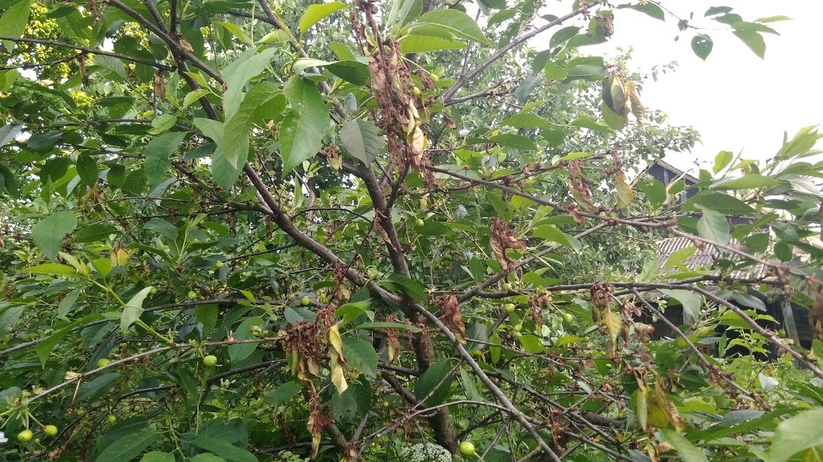 Монилиоз на вишне.