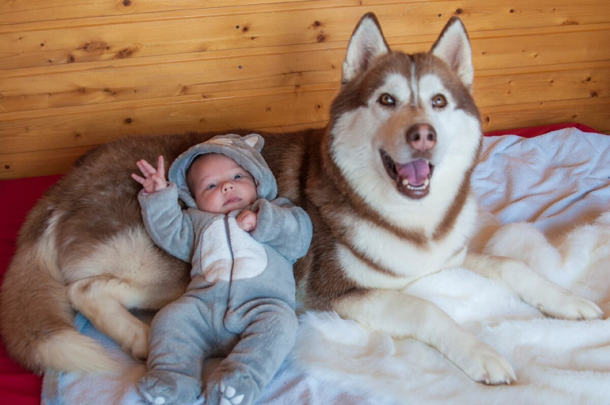 Привет от новорожденной Веры и от хаски Игоря