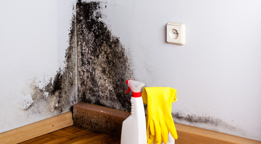 Как убрать плесень со стены в квартире раз и навсегда: 7 народных средств и эффективная химия