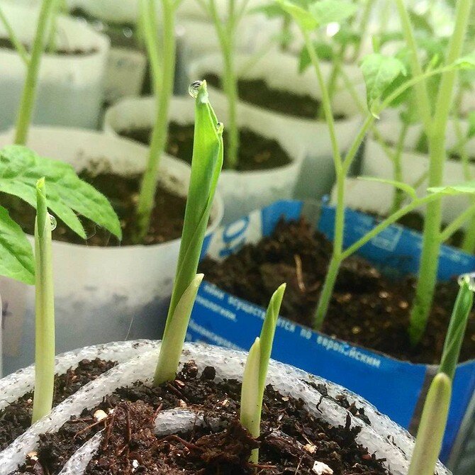 Instagram: @v_nashem_dome