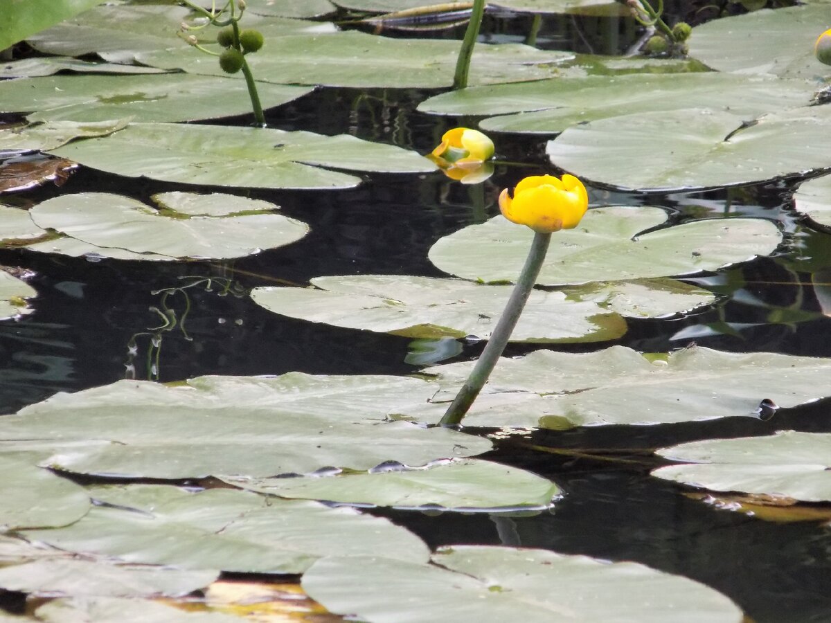 9 Кубышка малая Nuphar pumila