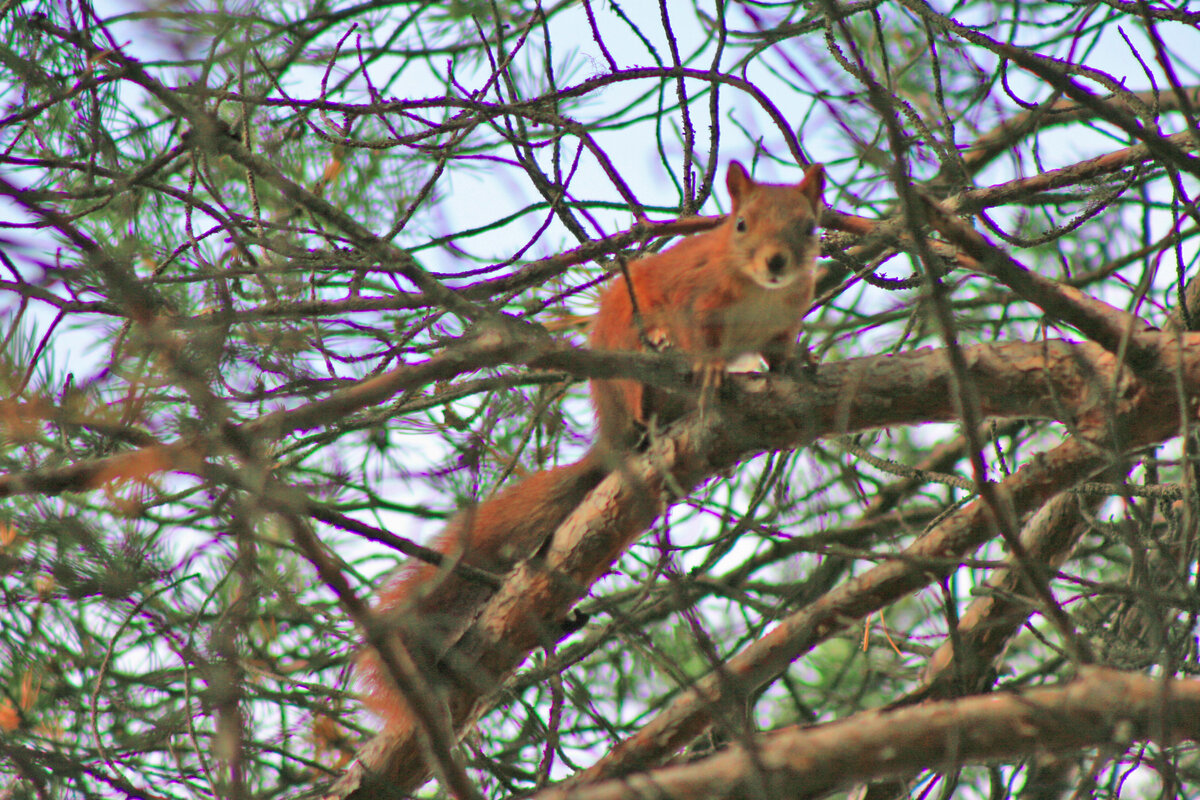 Были-бы шишки по близости - запустила-бы. А так только вопрос "Тебе чё, одноглазый?"