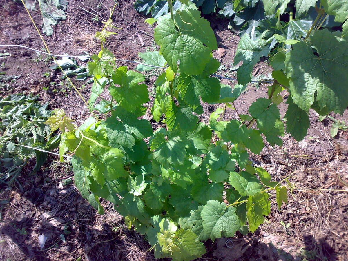 Если на данное время кустик в таком виде,то вызреть он скорее всего не успеет.