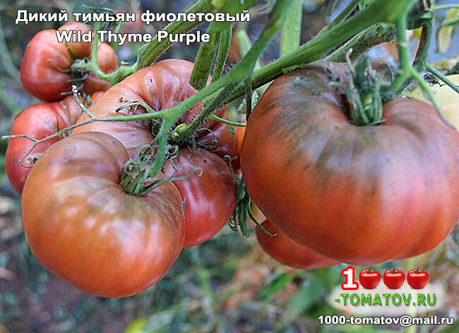 Дикий тимьян томат фото