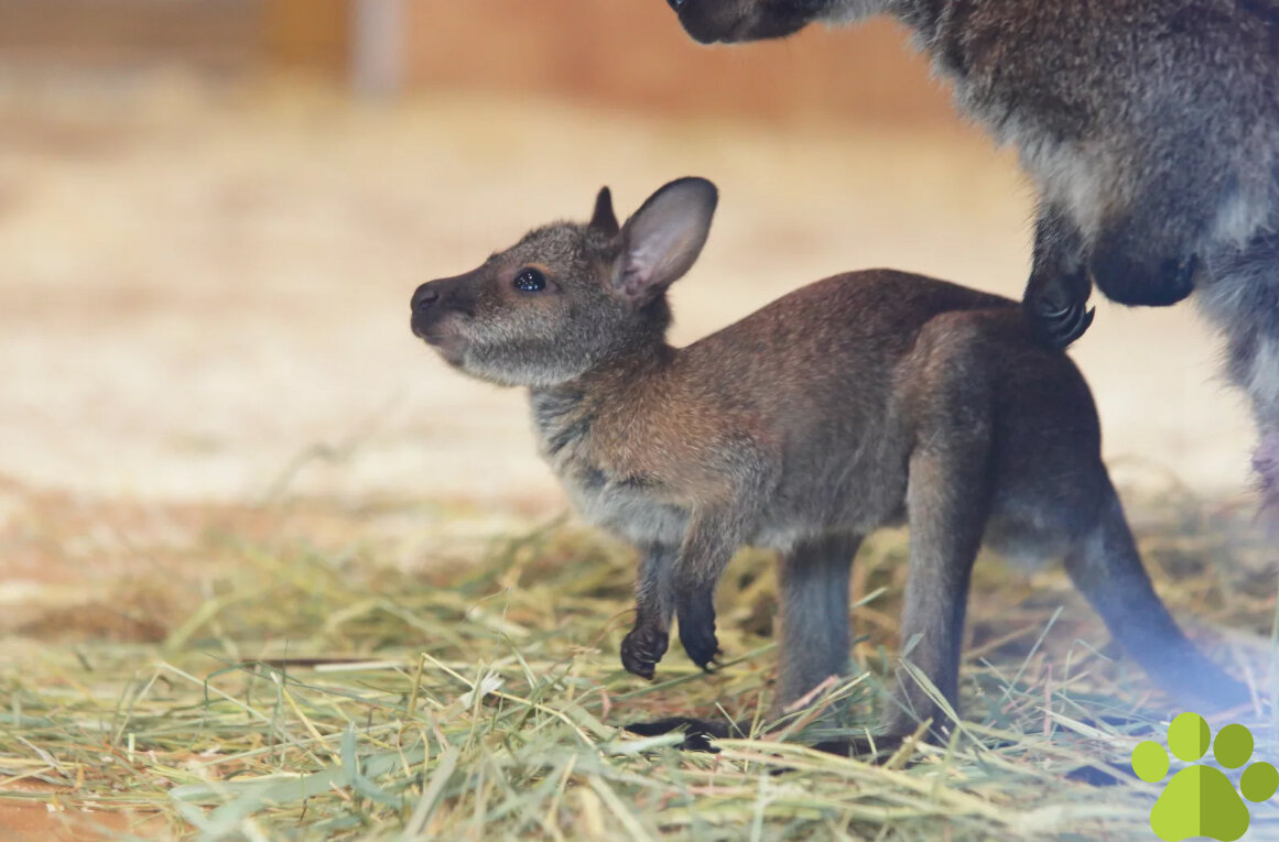 Детёныш кенгуру 
