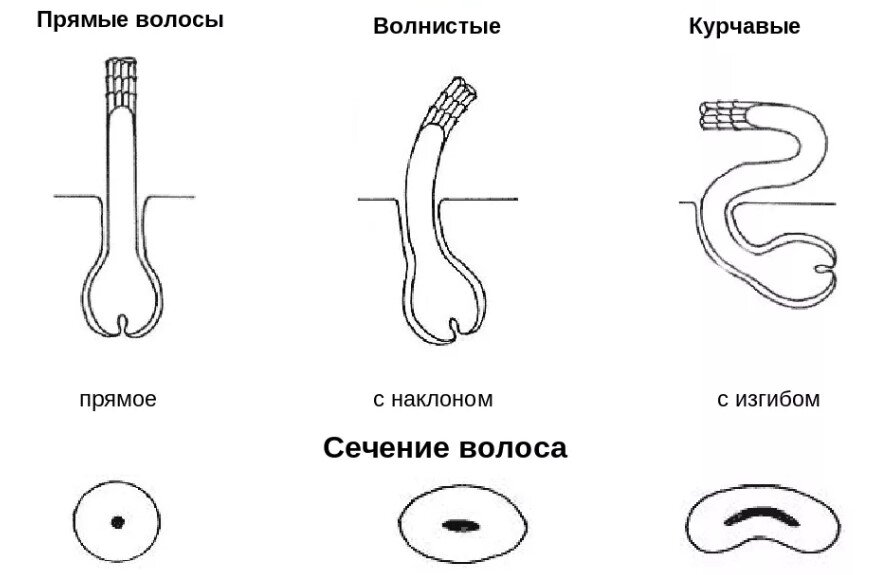 Сечение и форма волоса