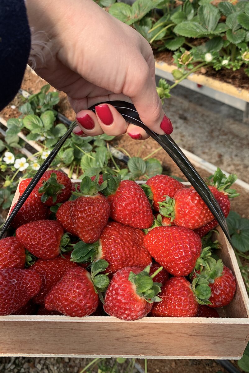 Отличный урожай! Фото из личного архива. 