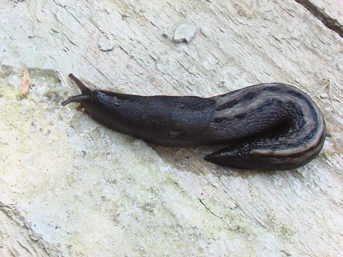 Большой придорожный слизень использует свои зубы для измельчения растительной пищи.