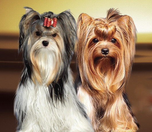 Внешний вид и размеры йоркширского терьера