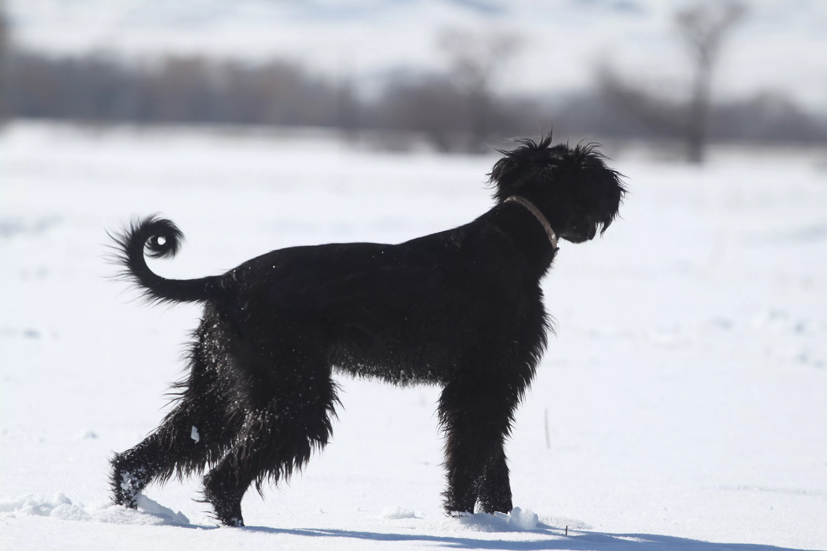Тайган – символ Киргизии. Тайган – собака редкая, ее еще называют киргизская борзая. В переводе ее название обозначает догони и убей.-2