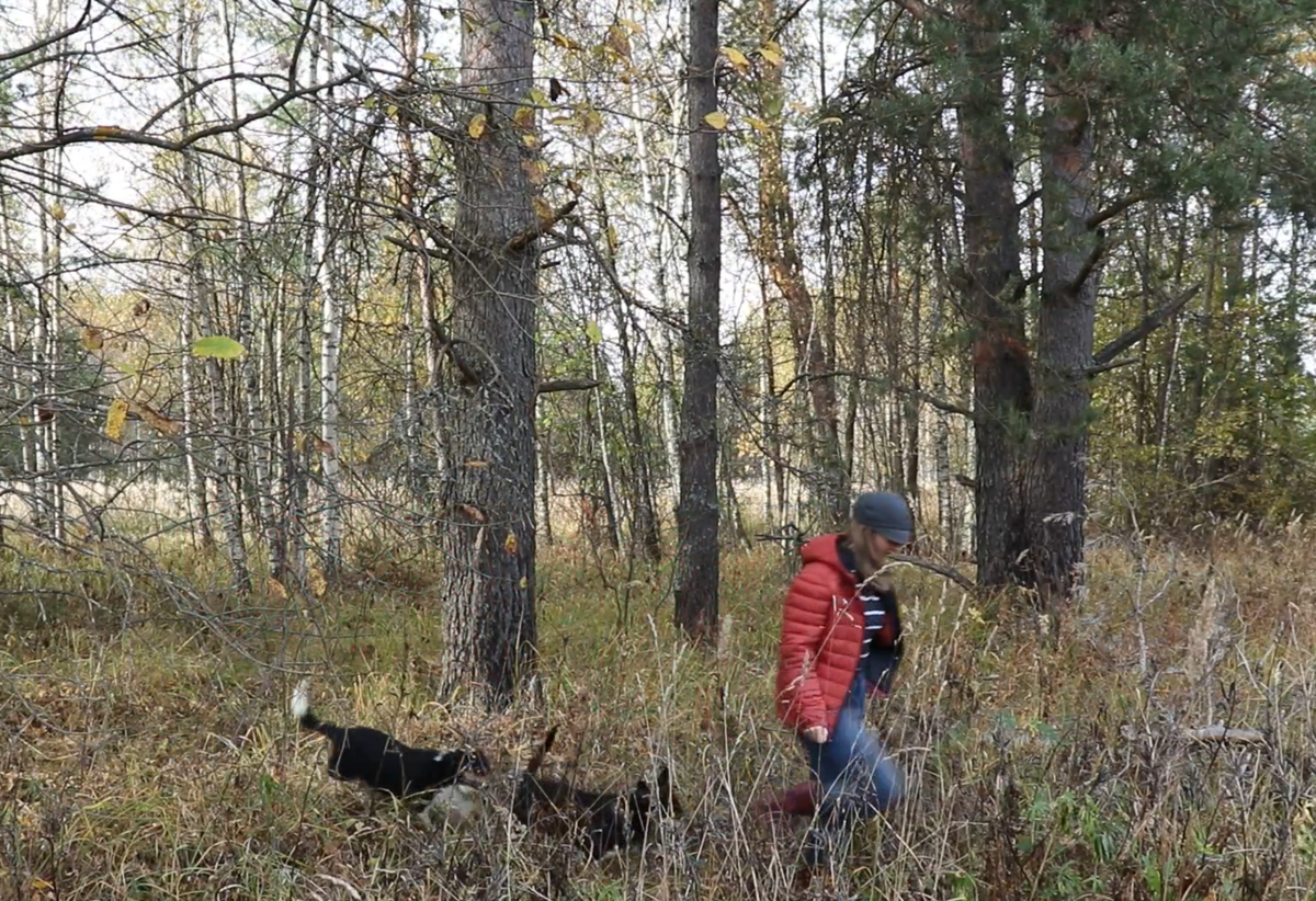 Мои собаки любительницы найти дичь в лесу))