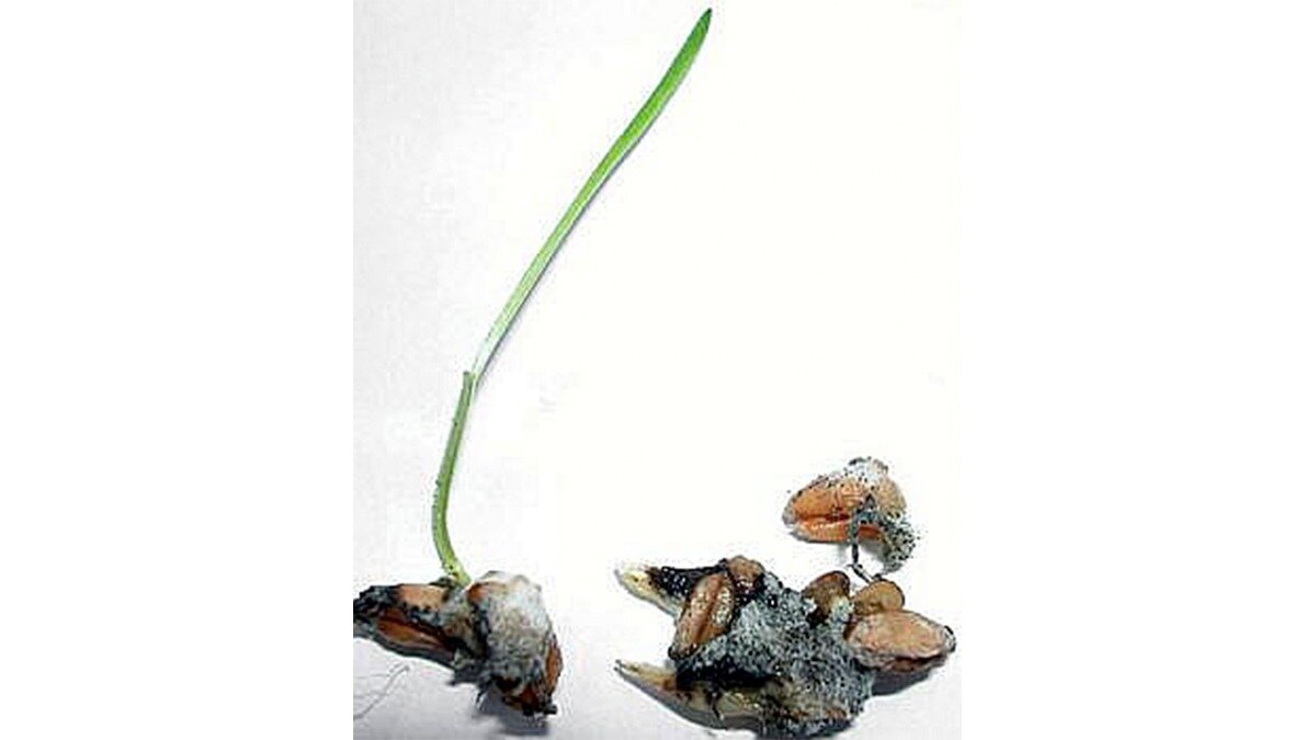 Фото:rosselhoscenter.com
Плесневение семян пшеницы
